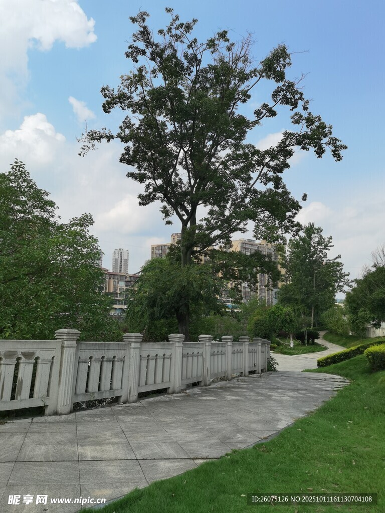 公园中的宁静步道与绿树