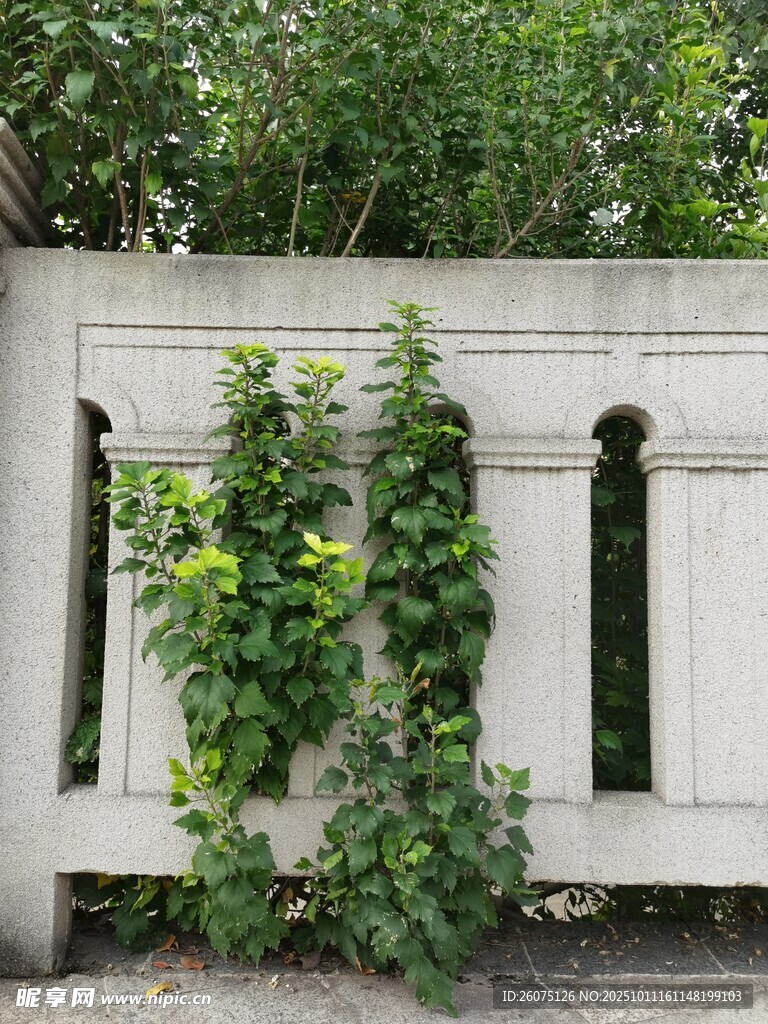 石栏上攀爬的翠绿藤蔓