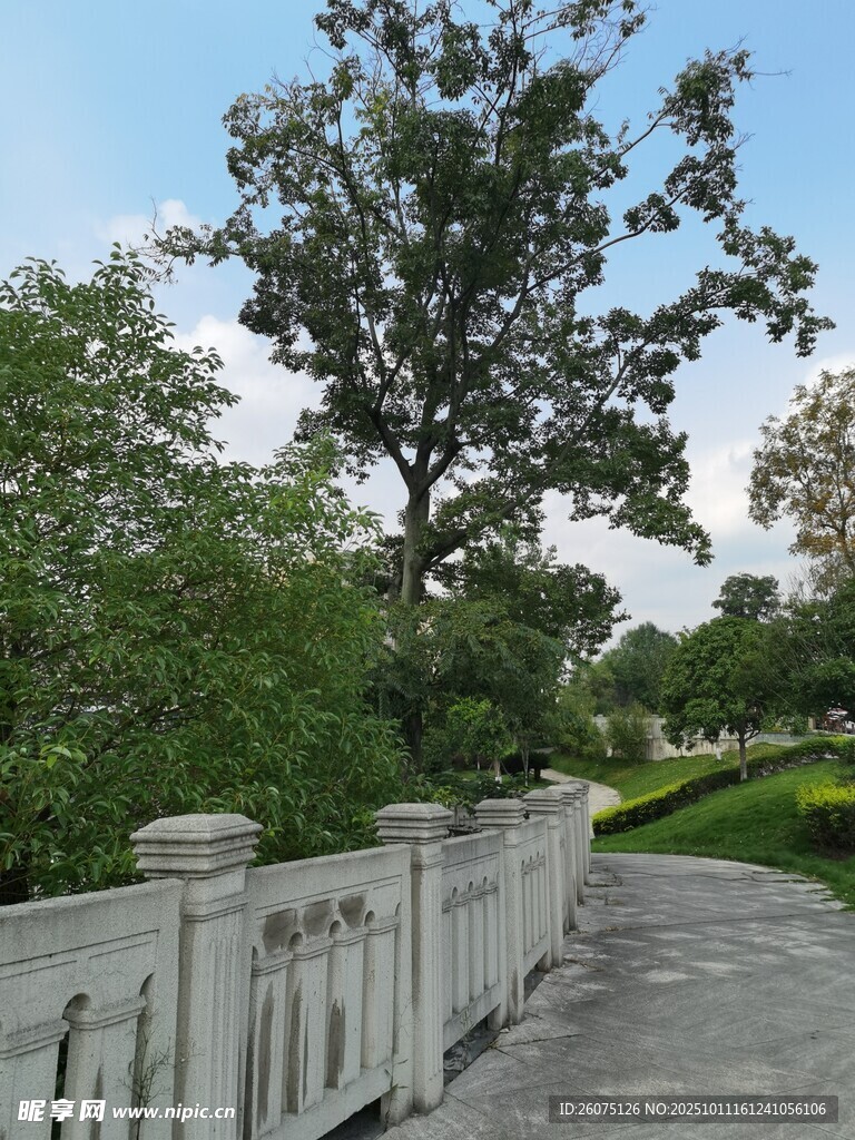 林间石径旁的葱郁树木