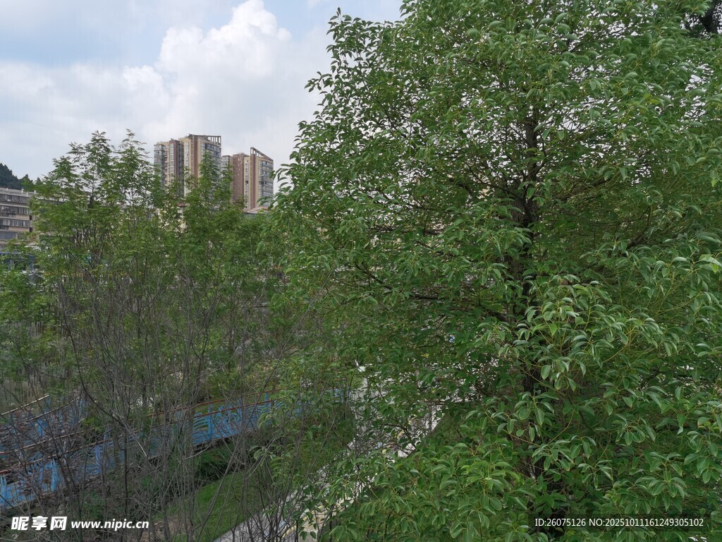 城市中葱郁的绿树景观