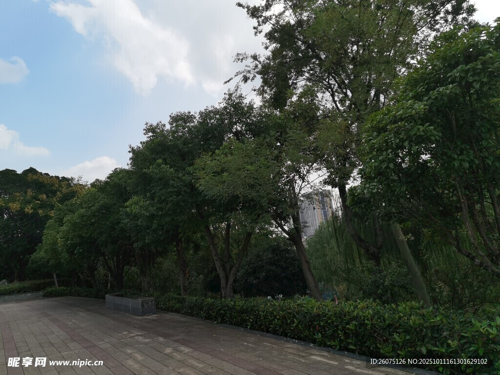 林间静谧道路绿意盎然