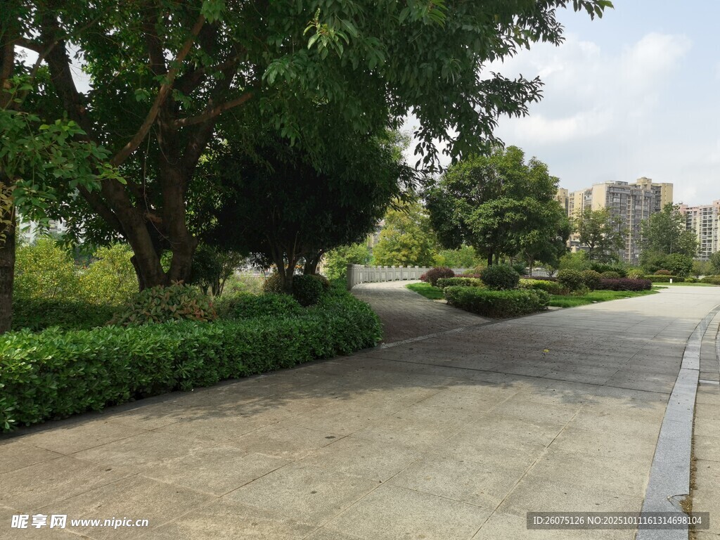 城市中静谧的林荫步道