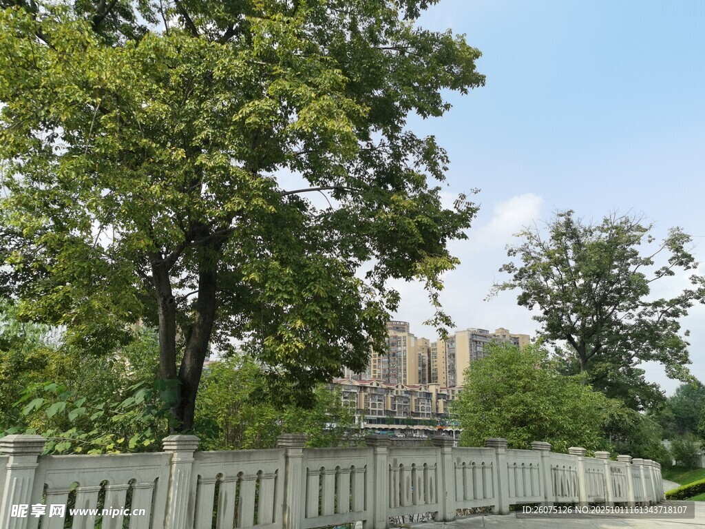 绿树环绕的白色围栏景致