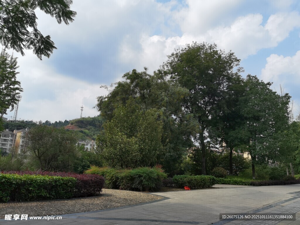 城市林荫道路风景