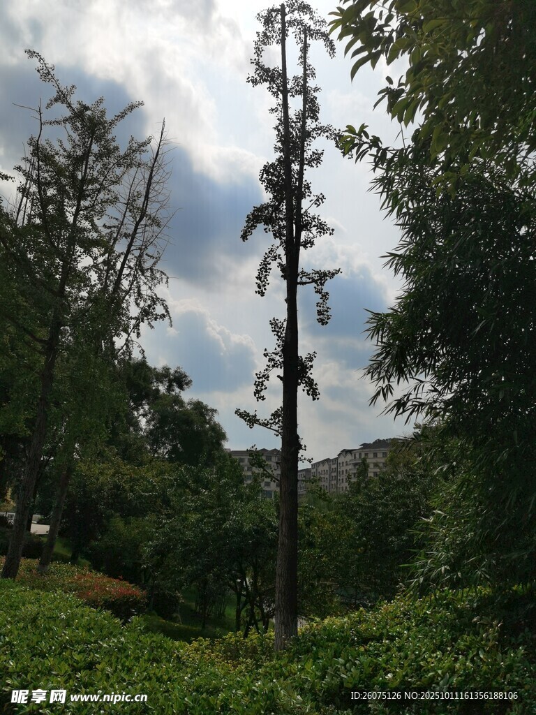 山林中高耸的树木景观