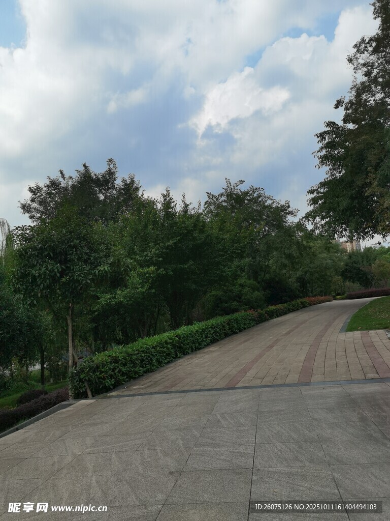 乡村水泥路旁绿树成荫