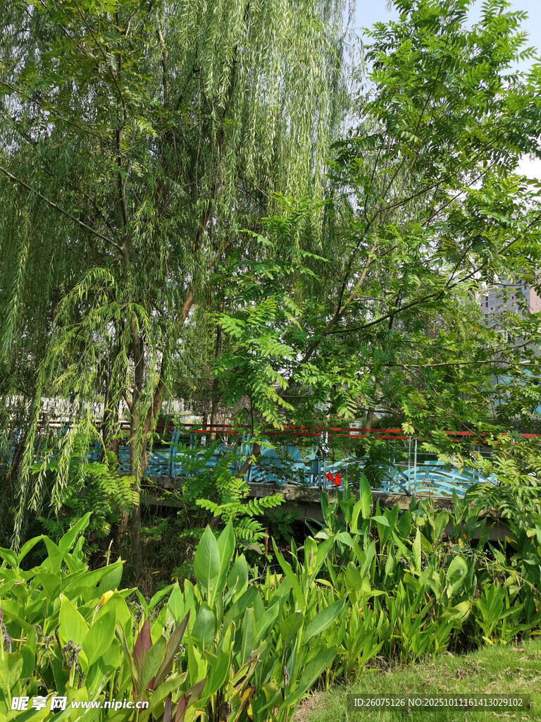绿意盎然的自然景观
