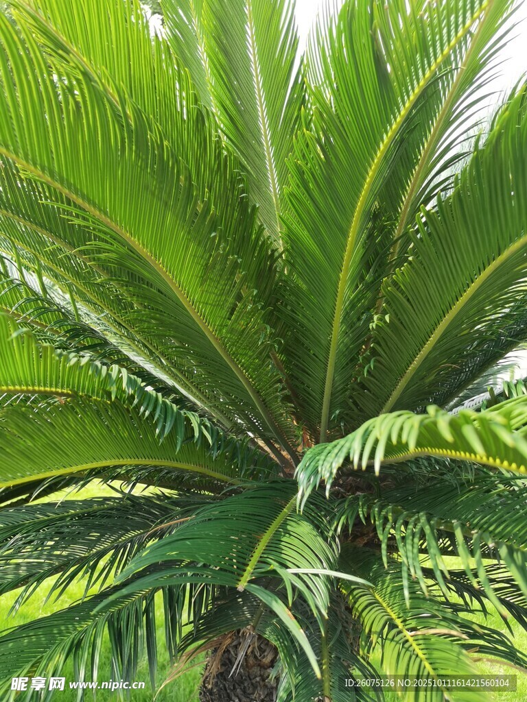高大翠绿的苏铁植物