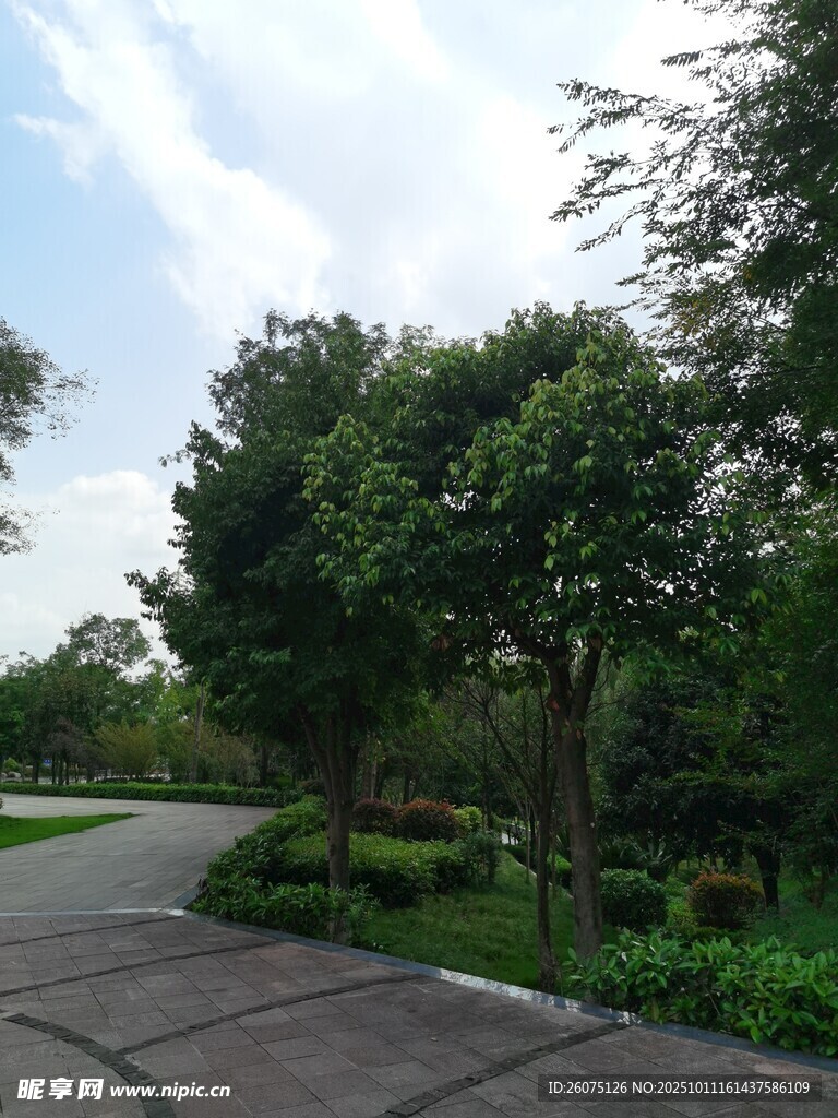 林间幽静小路绿意盎然