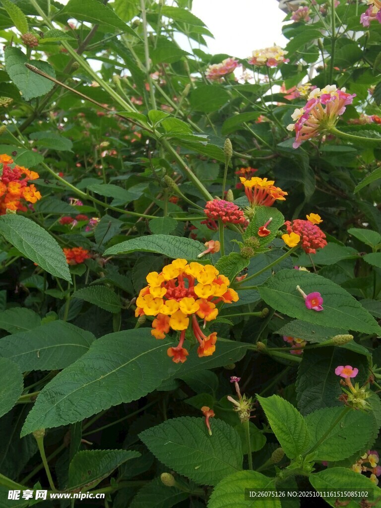 多彩花卉绽放绿意间