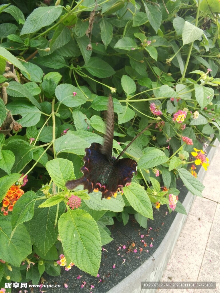 盆栽绿植中的鲜艳小花