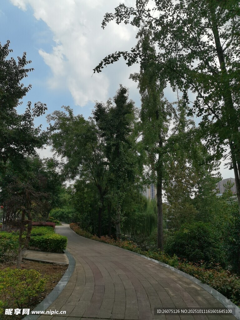 林间蜿蜒小径