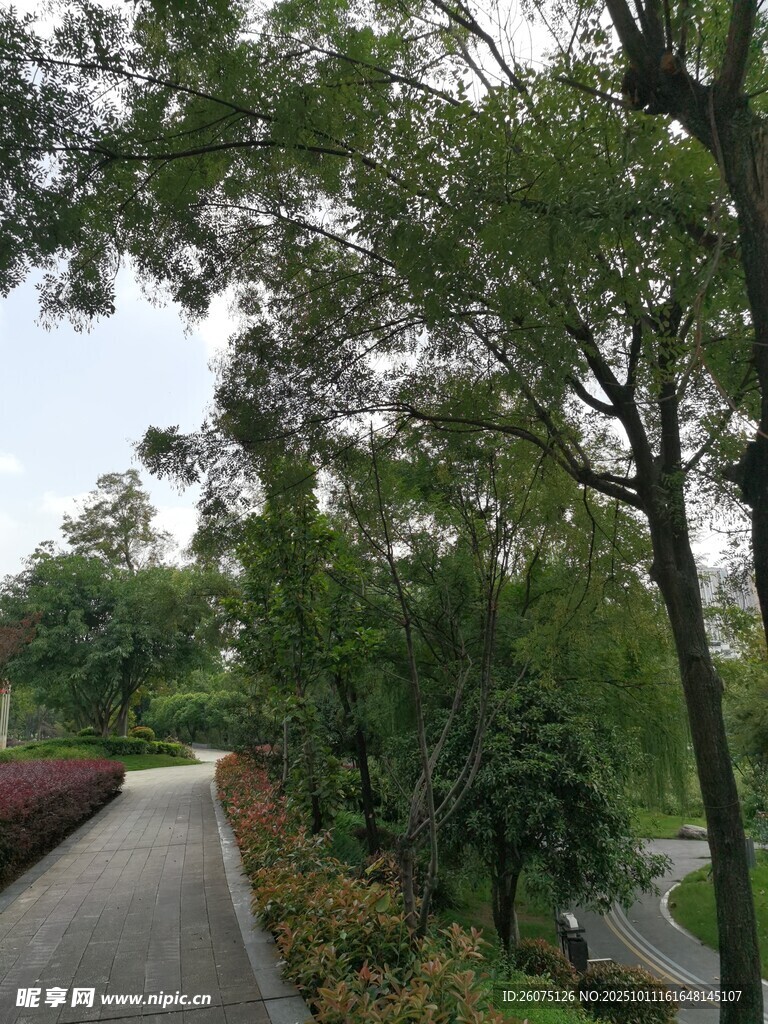林间幽径绿意盎然
