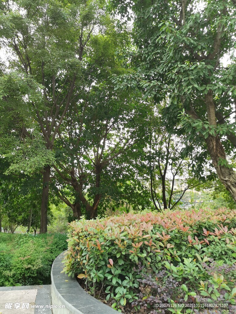 绿意盎然的园林景观