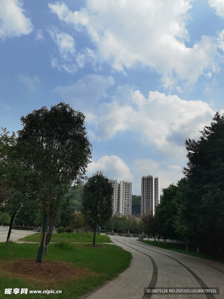 城市中的林荫小道