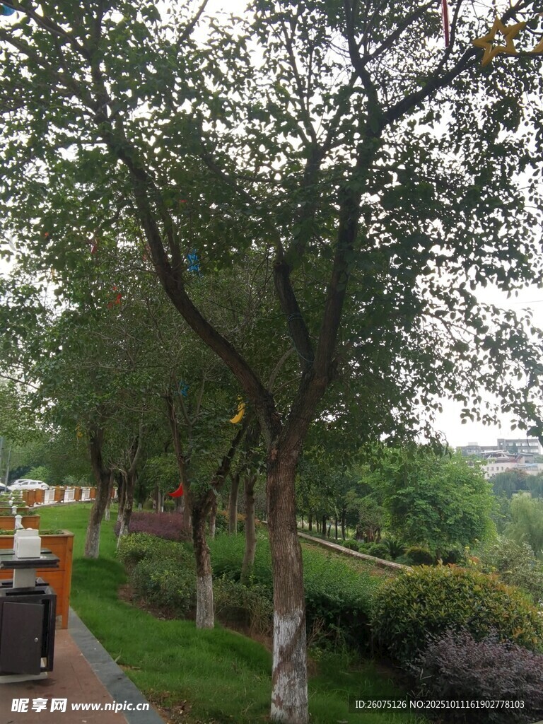 林荫小道旁的休闲场景