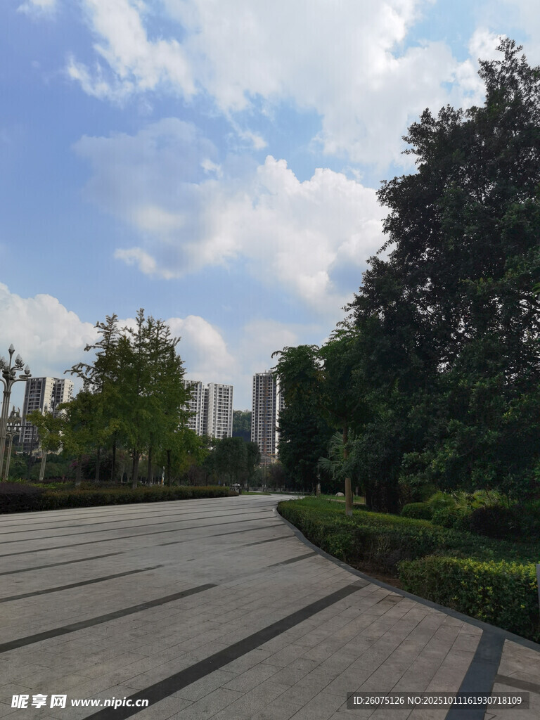 城市中的静谧林荫步道