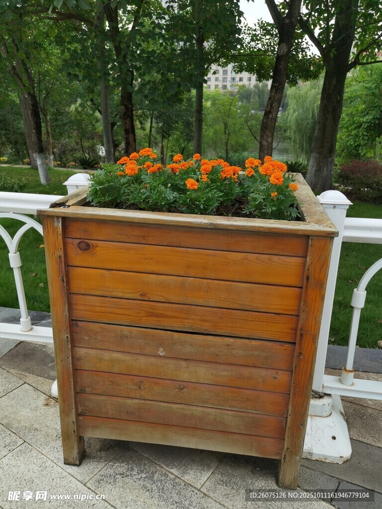 户外木质花箱盛放鲜艳花卉
