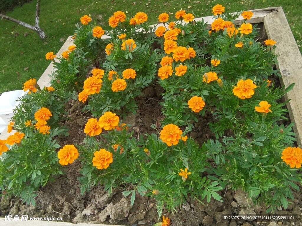 花坛中的橙色万寿菊绽放