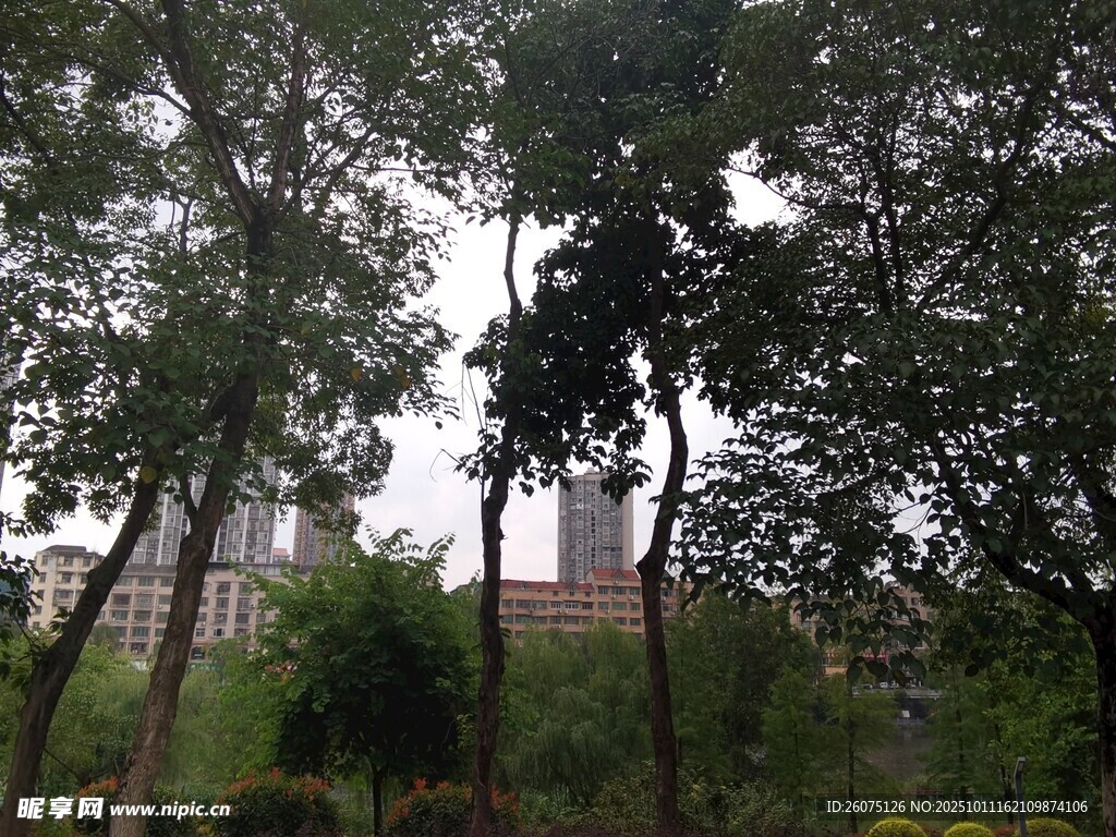 林间绿意盎然的自然景致