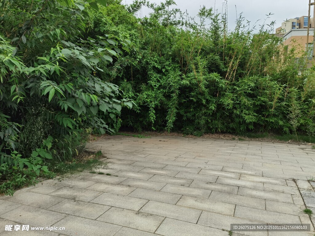 石板小径旁的繁茂绿植