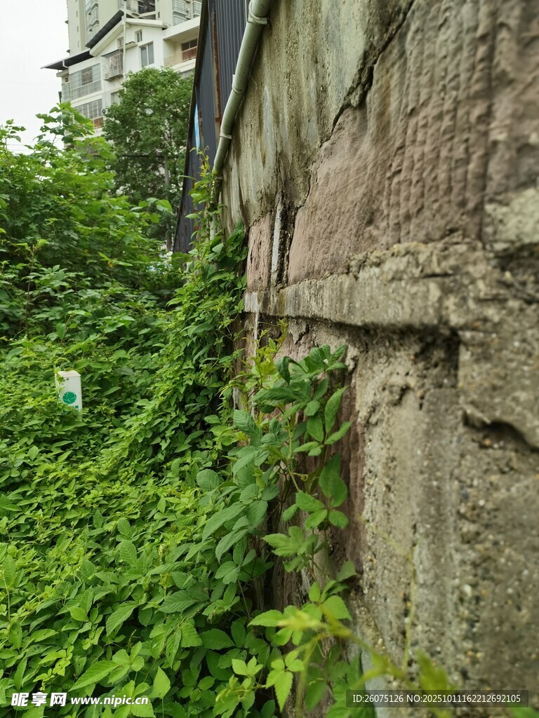 爬满绿植的古老斑驳石墙