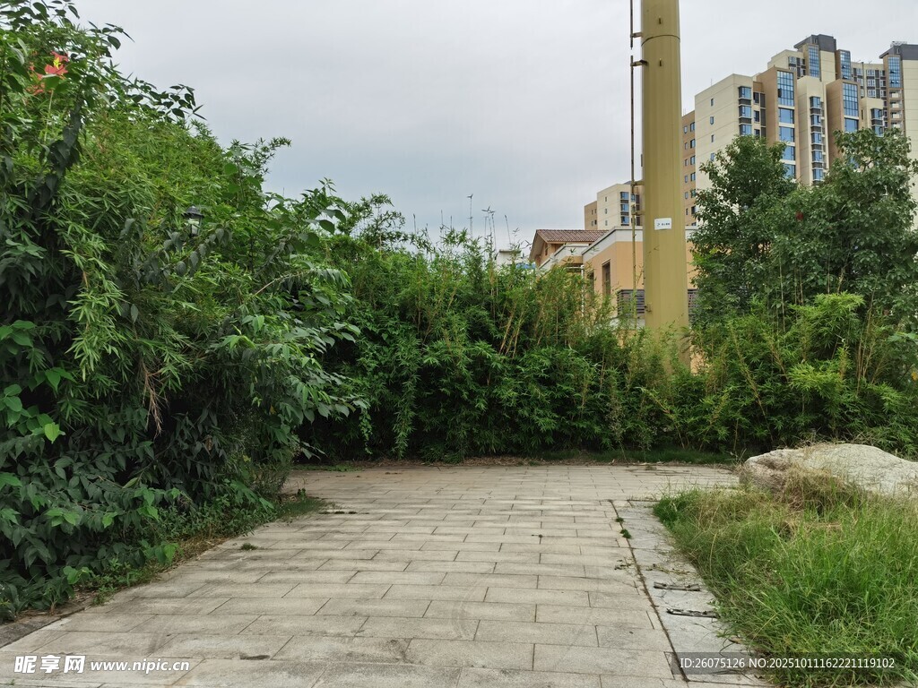 城市中的静谧绿植小径