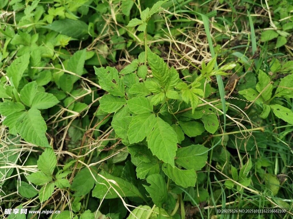 草丛中的绿色植物