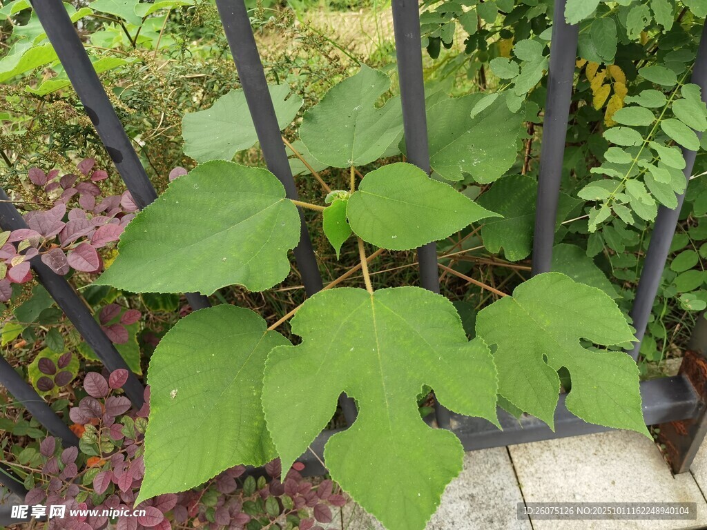 绿叶植物生长于铁栏杆旁