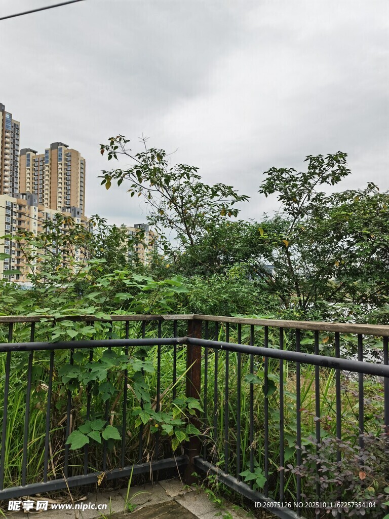 阳台外的城市绿植景观