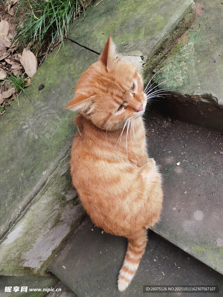 橘猫静卧石板上