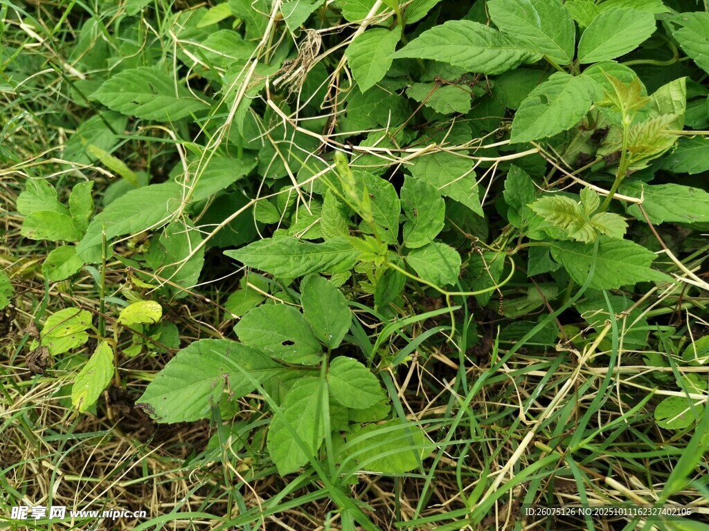 翠绿繁茂的地面植物景观