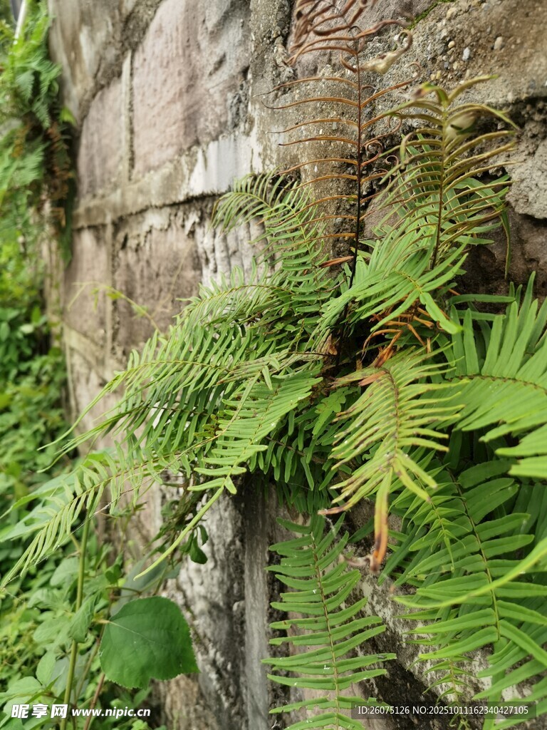 石墙上的翠绿蕨类植物