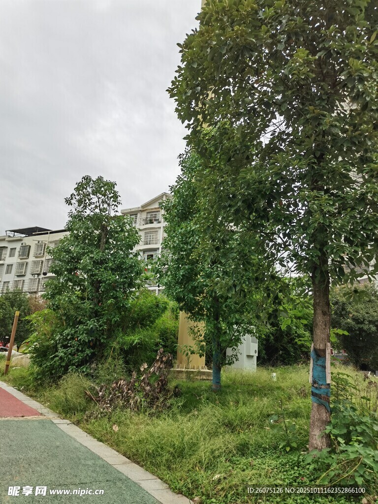 城市中的绿意小径