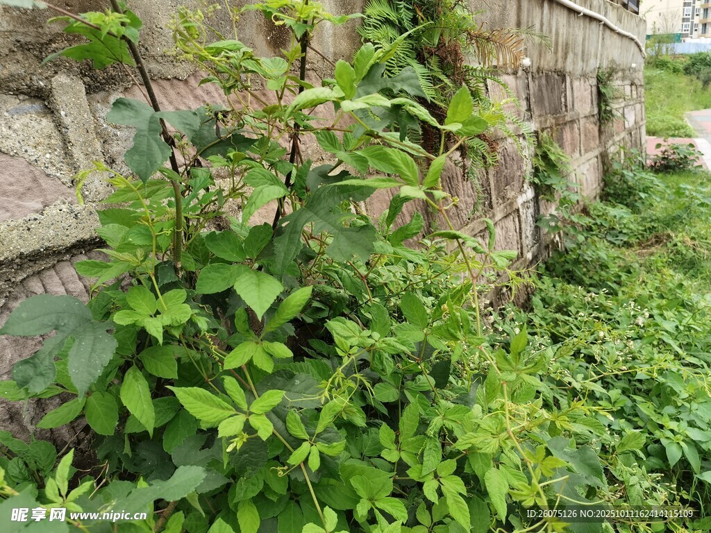 墙边繁茂的绿色藤蔓植物