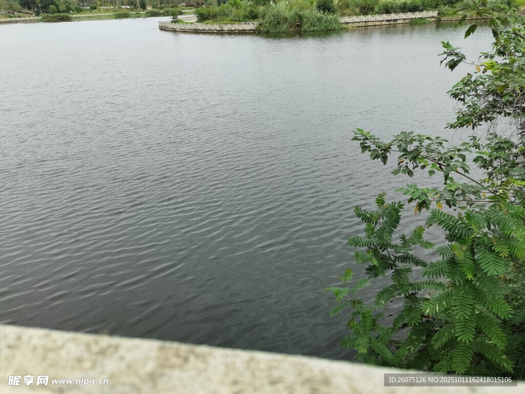 宁静湖边绿植相伴美景