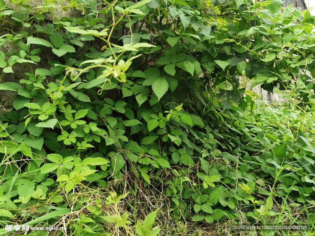繁茂绿植景观