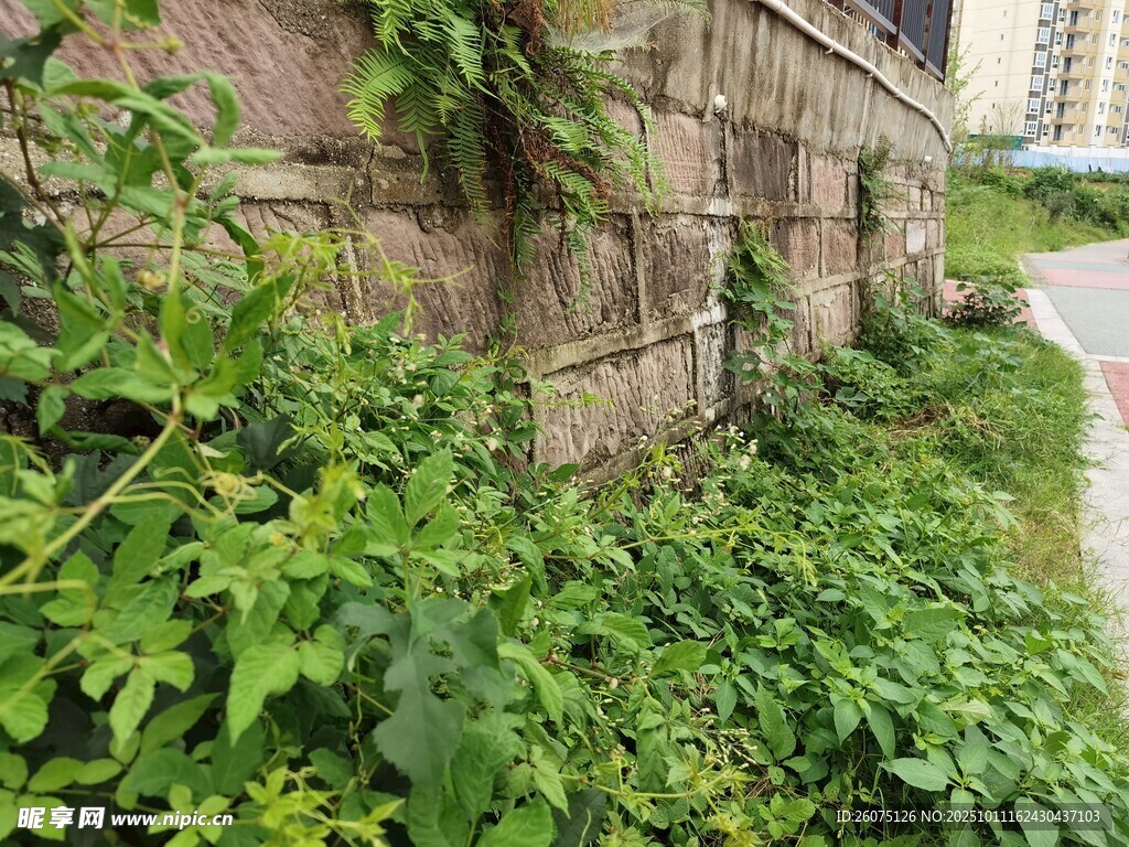 墙边繁茂绿植景观