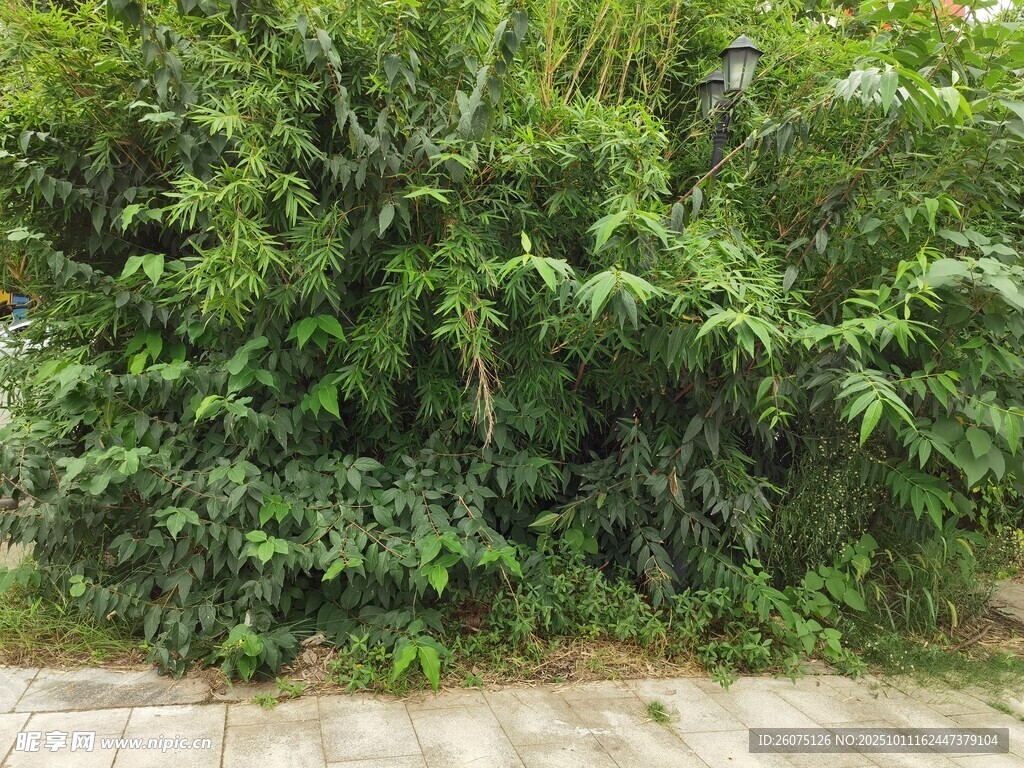路边繁茂绿植景观