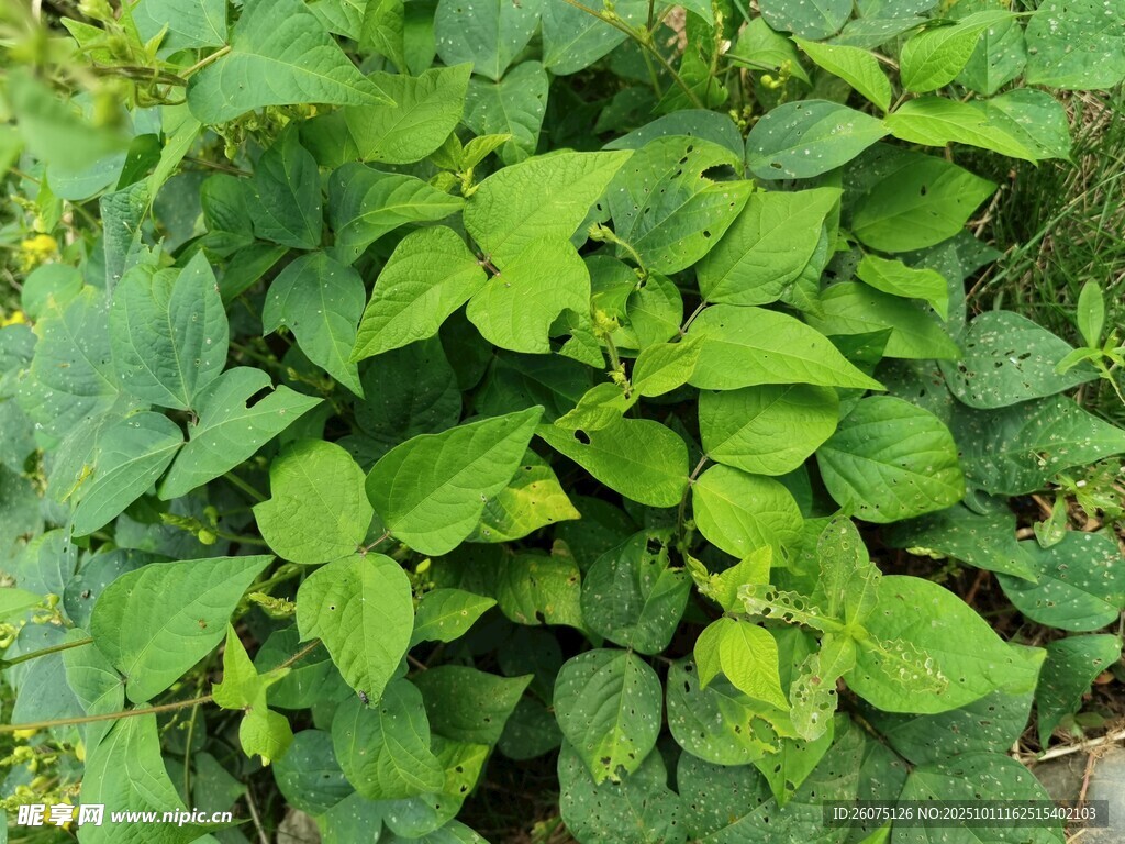 绿叶繁茂的生机植物