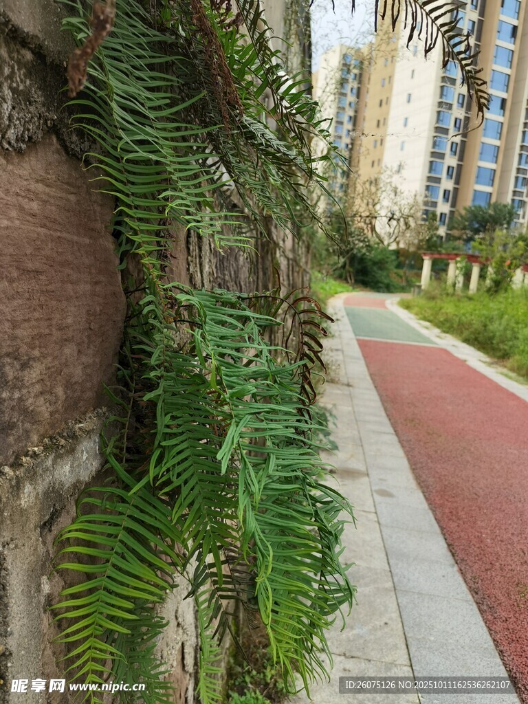 石墙旁翠绿的蕨类植物