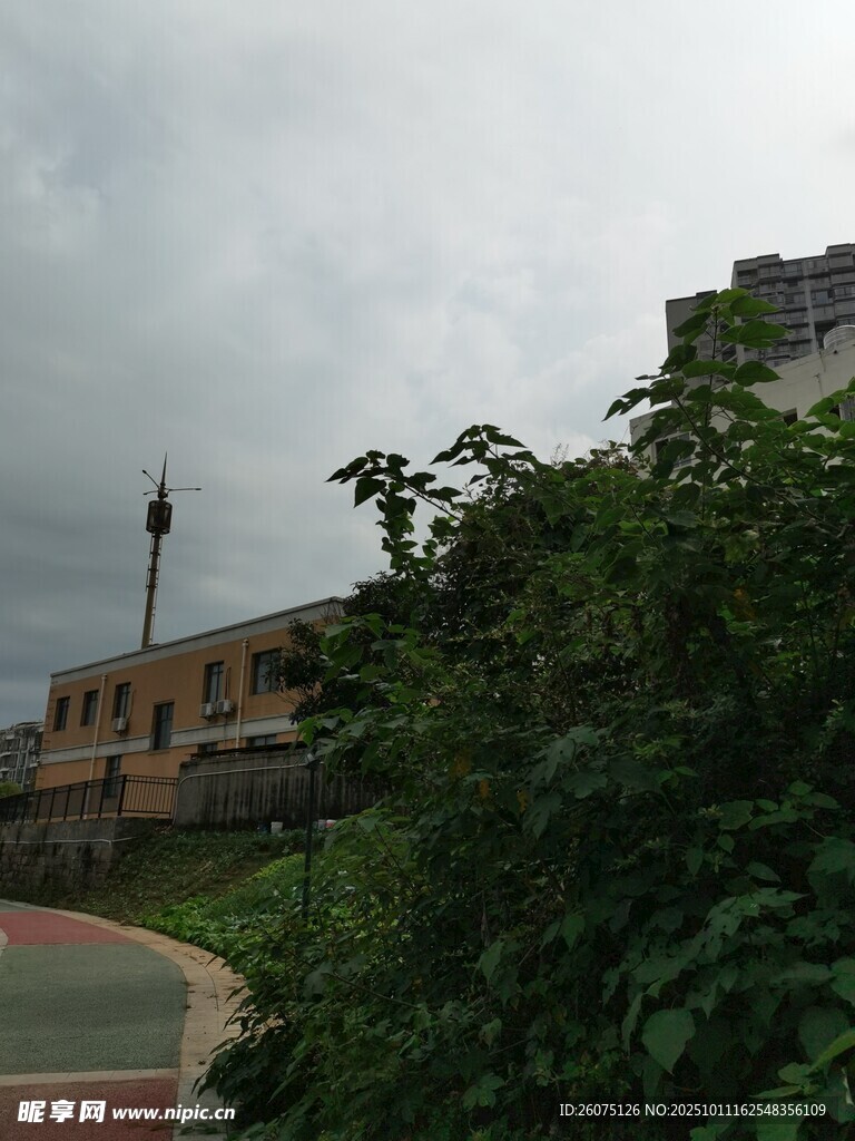 阴天中的绿植与建筑景观