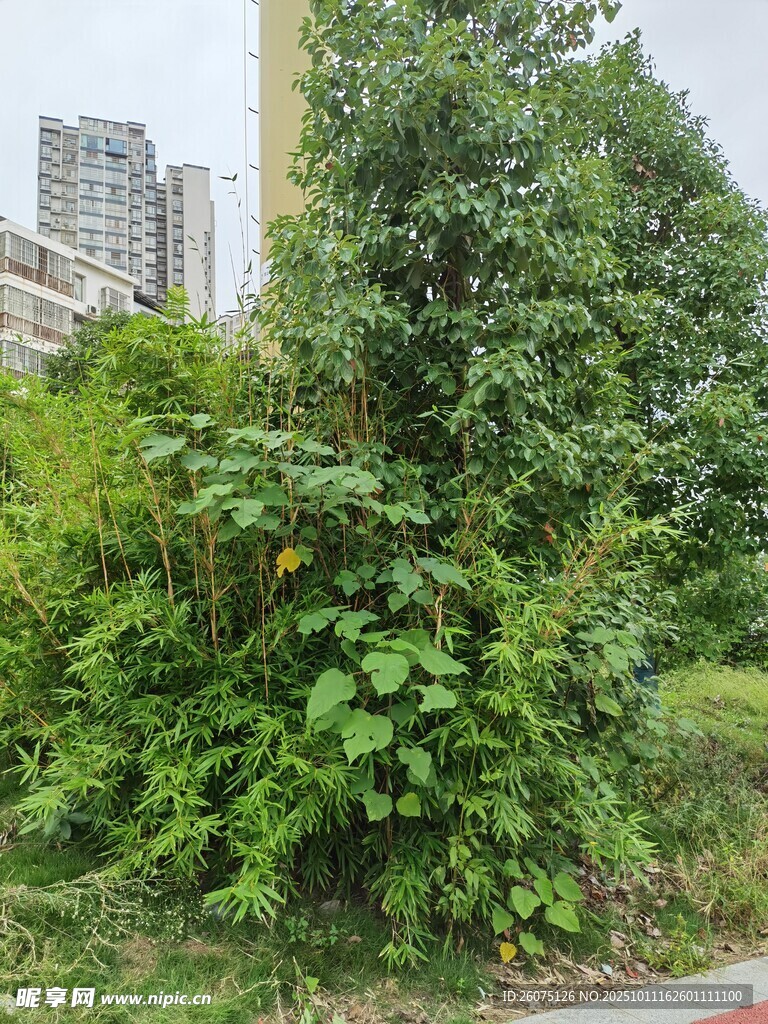 城市中的繁茂绿植景观