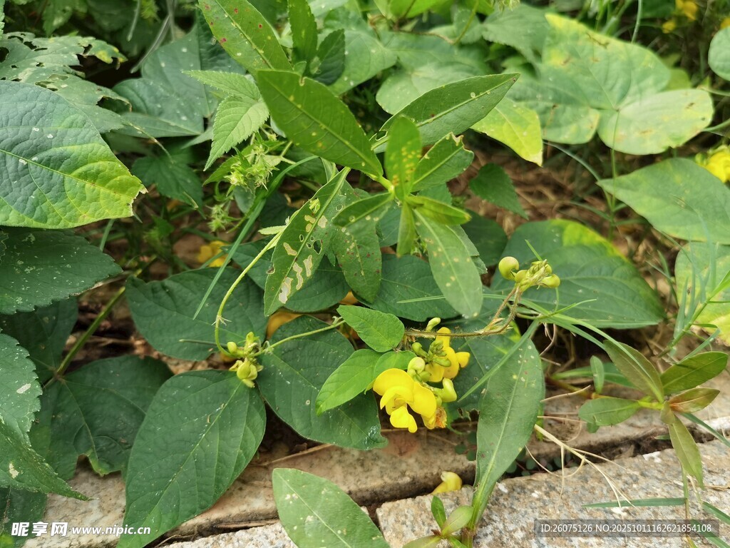 绿叶间的黄色小花