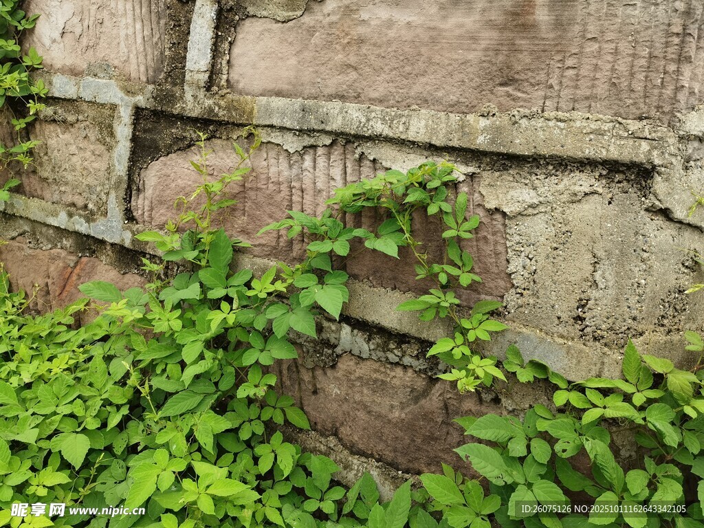 石墙上的翠绿藤蔓植物