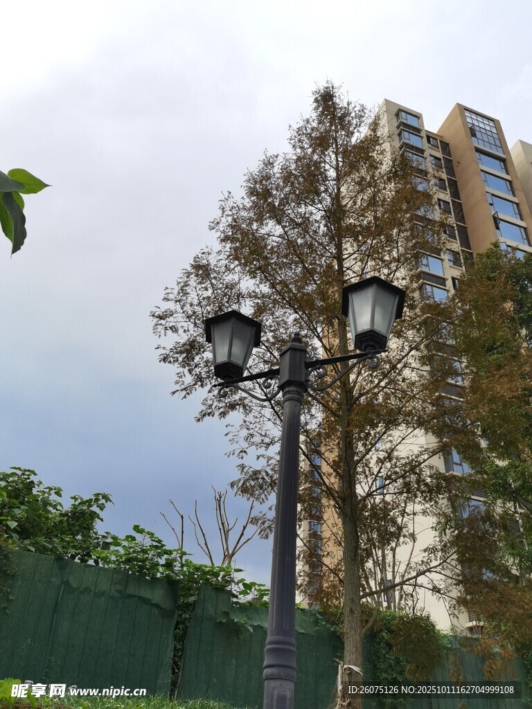 城市街边的路灯与树木