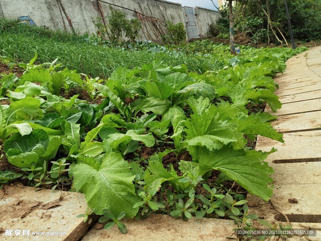 田园小菜园清新蔬菜景致