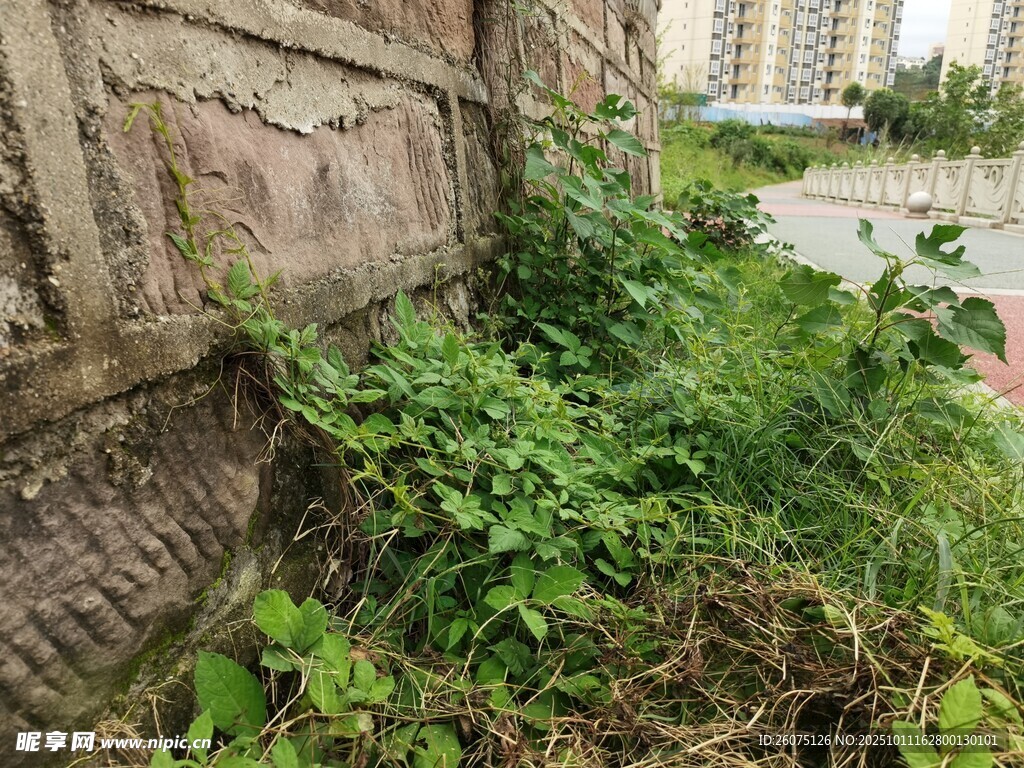 墙角绿植生机盎然