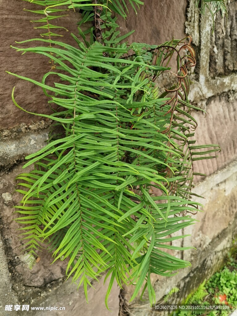 石缝中生长的翠绿蕨类植物