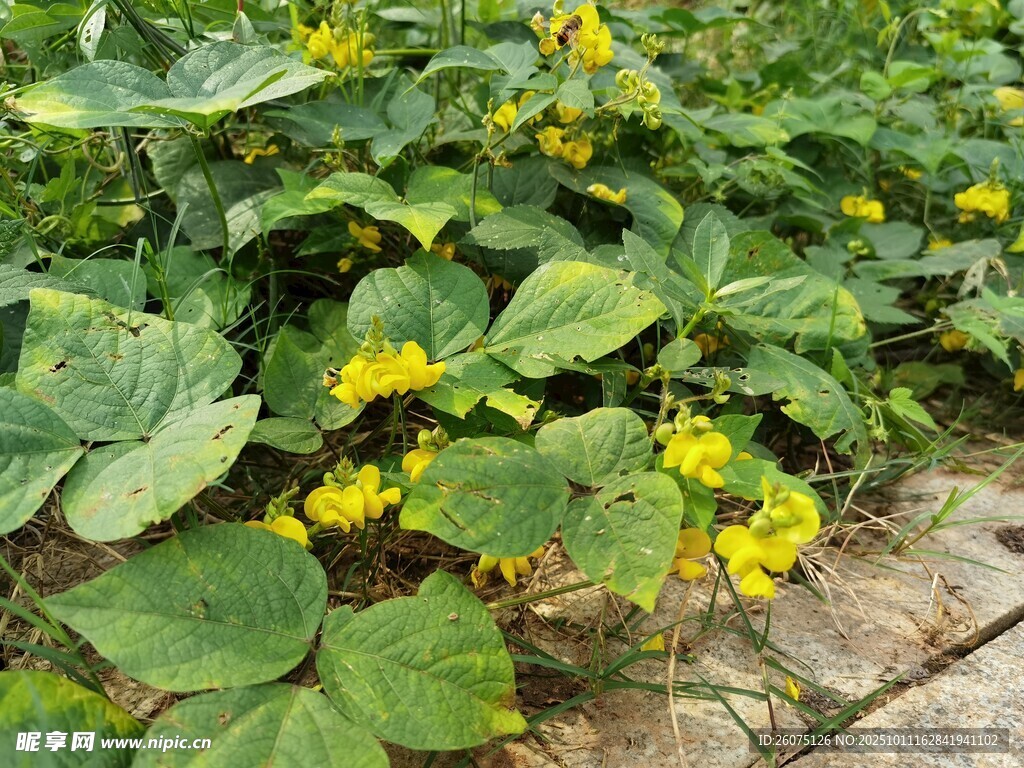 田间绽放的黄色瓜类花朵
